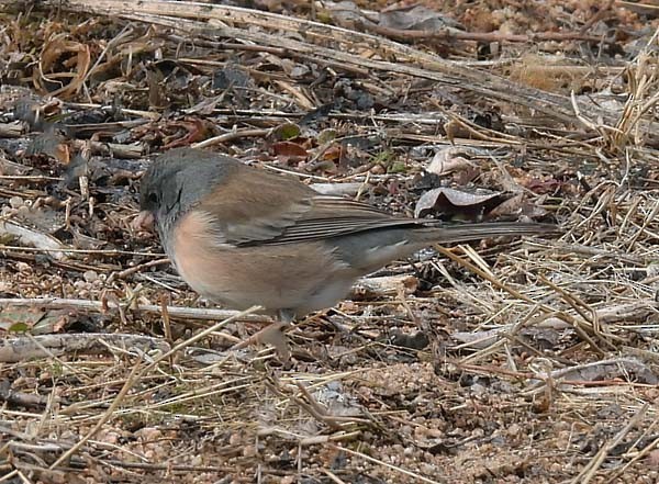 Junco Ojioscuro (grupo oreganus) - ML424773601