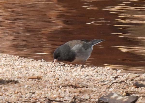 Junco Ojioscuro (grupo oreganus) - ML424773661