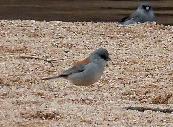 Dark-eyed Junco (Red-backed) - ML424773771