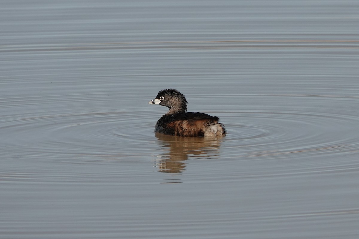 Pied-billed Grebe - Sara Griffith