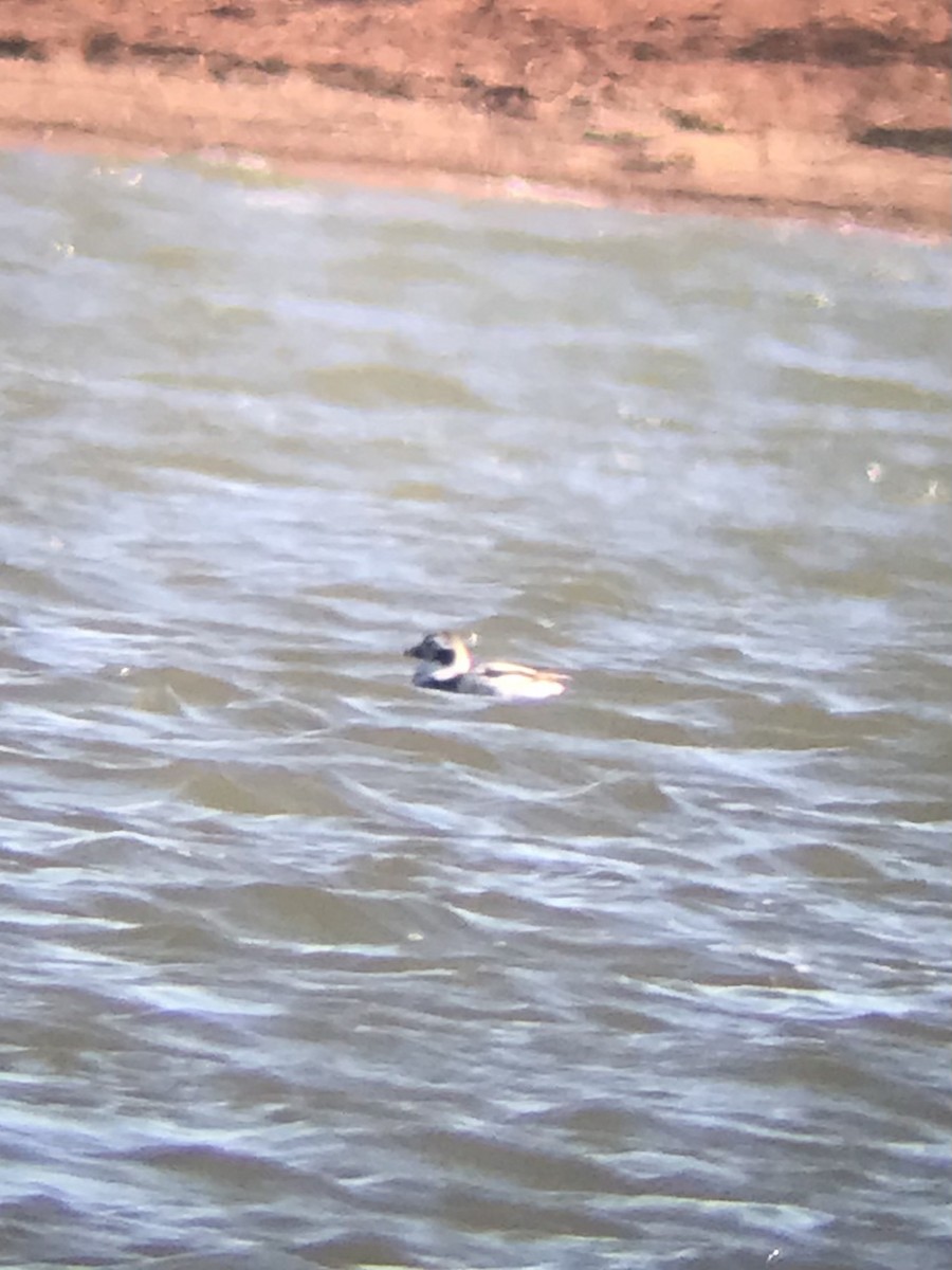 Long-tailed Duck - ML424777911