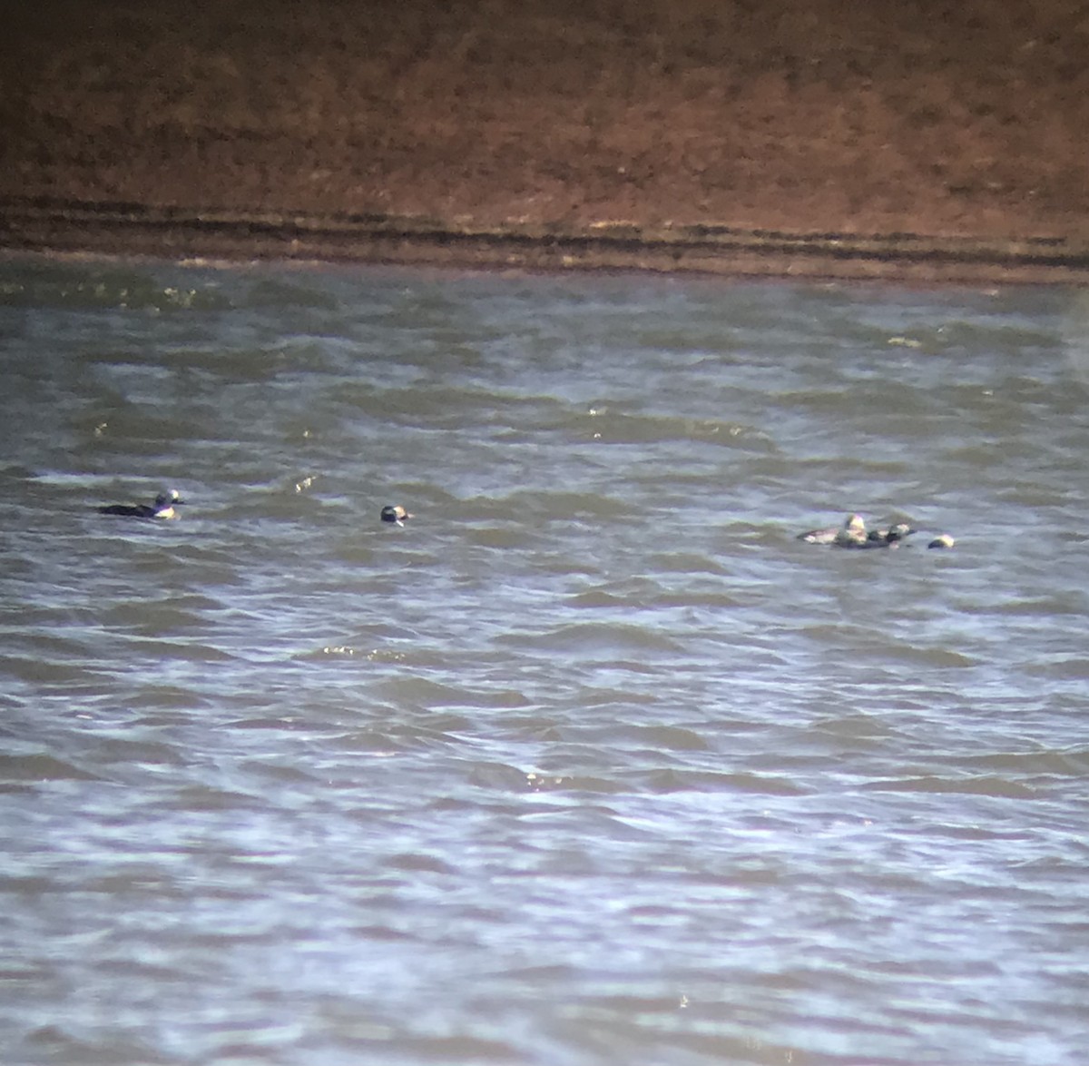 Long-tailed Duck - ML424777921