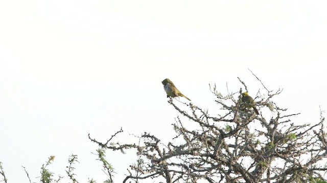 Yellow Cardinal - ML424778171