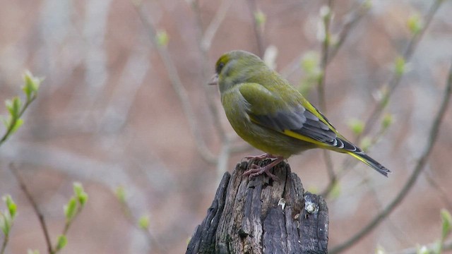 European Greenfinch - ML424778261