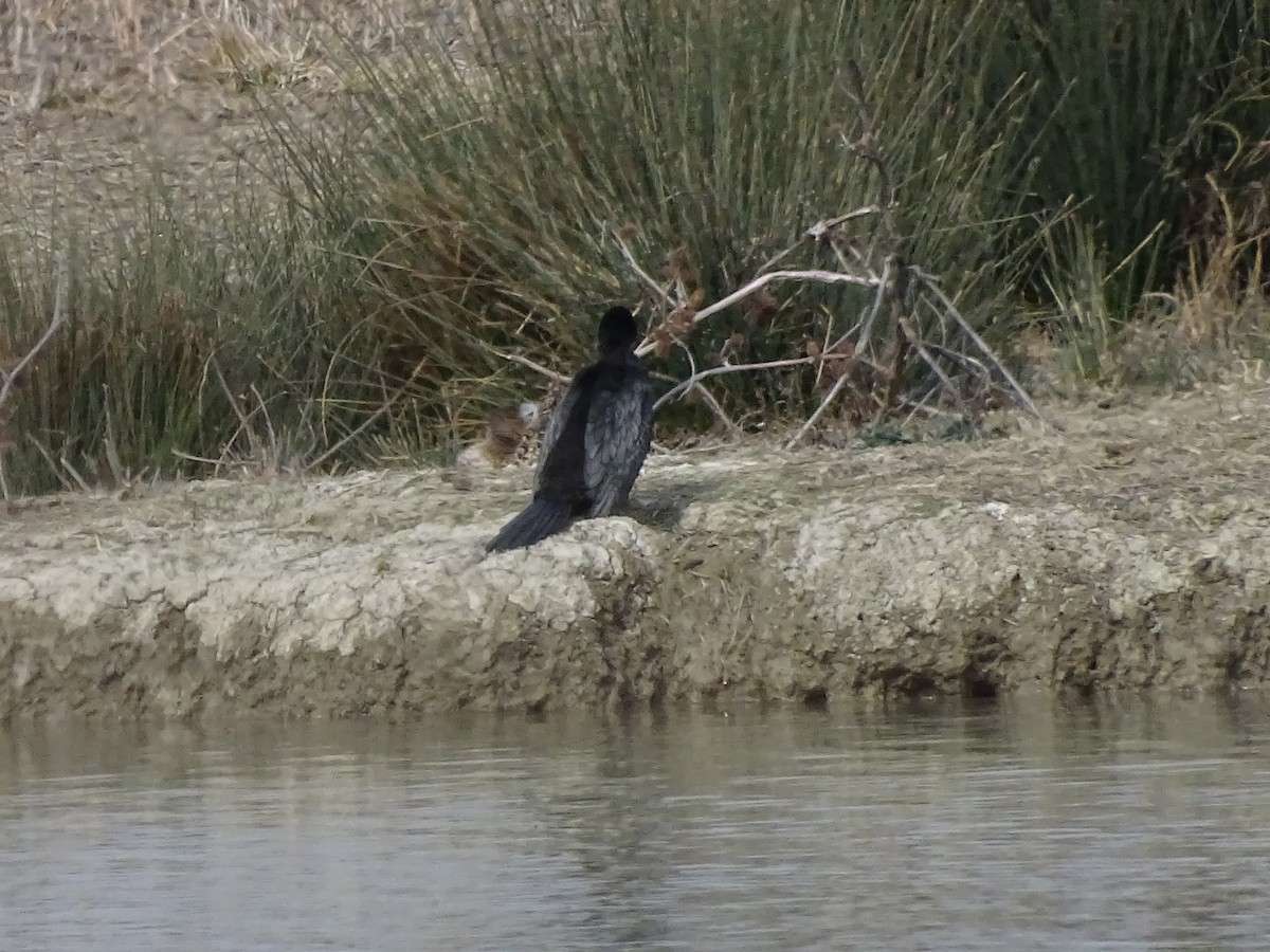 Great Cormorant - ML424778991