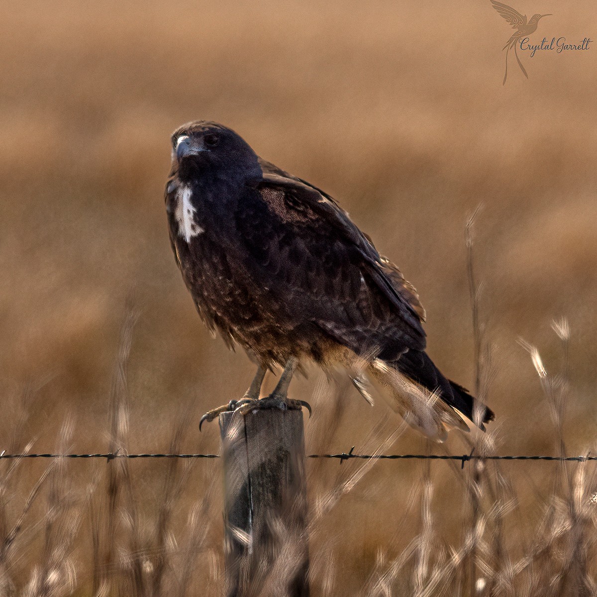 White-tailed Hawk - ML424780421