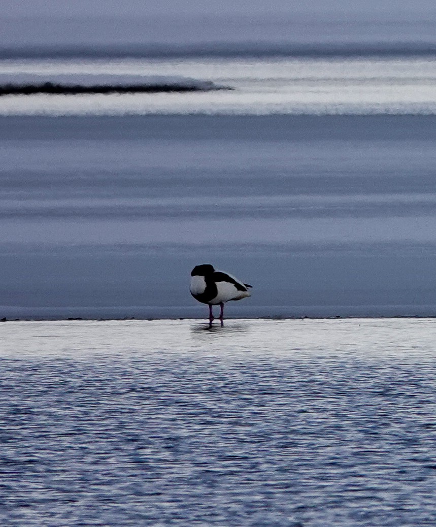 Common Shelduck - ML424780651