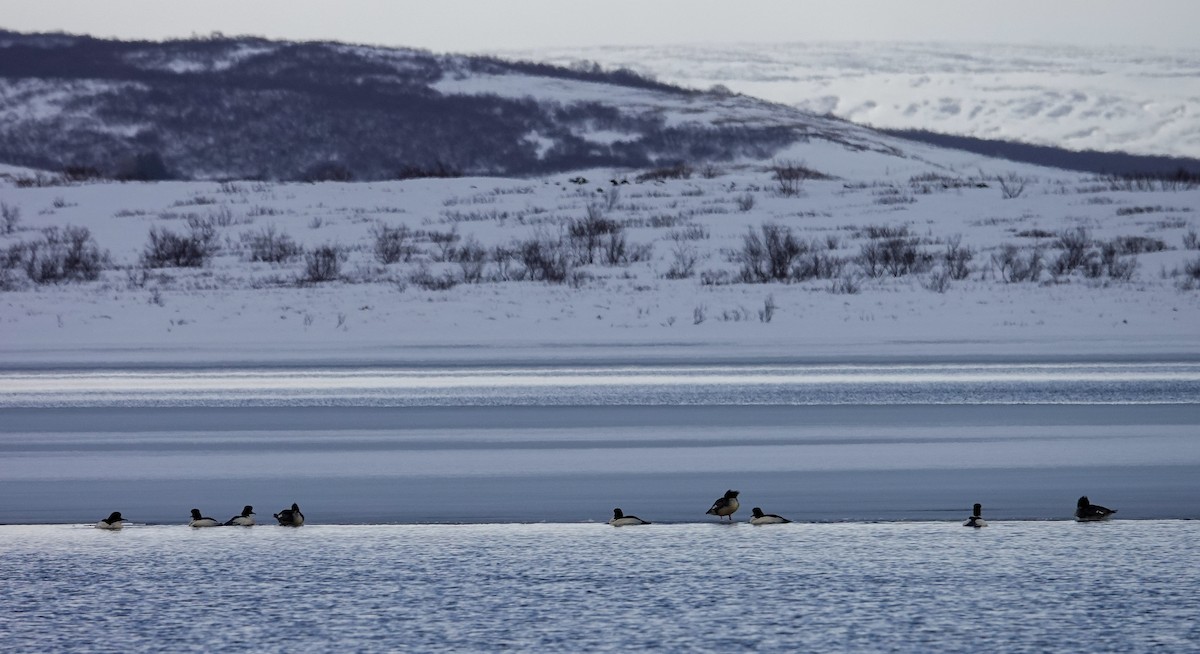 Common Merganser - ML424780811