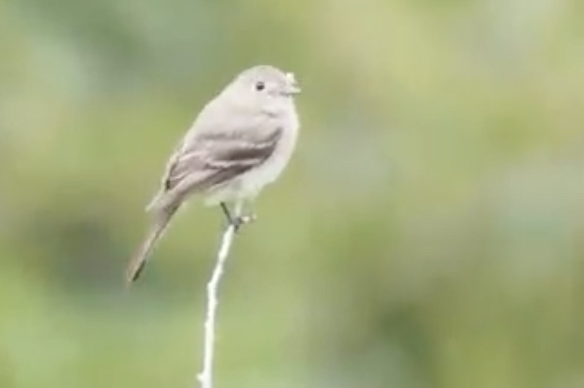 Gray Flycatcher - ML424780841