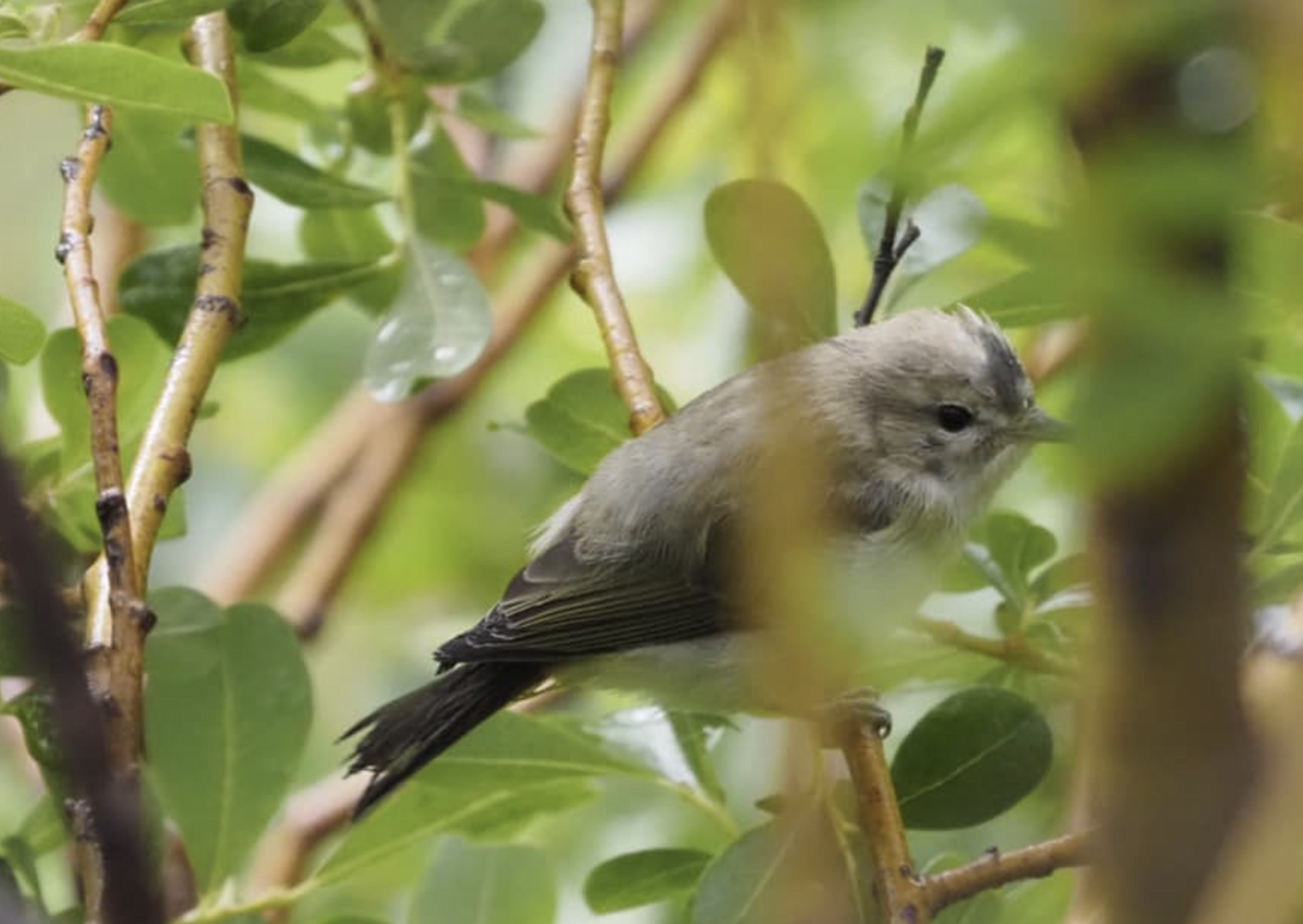 Warbling Vireo - ML424781231