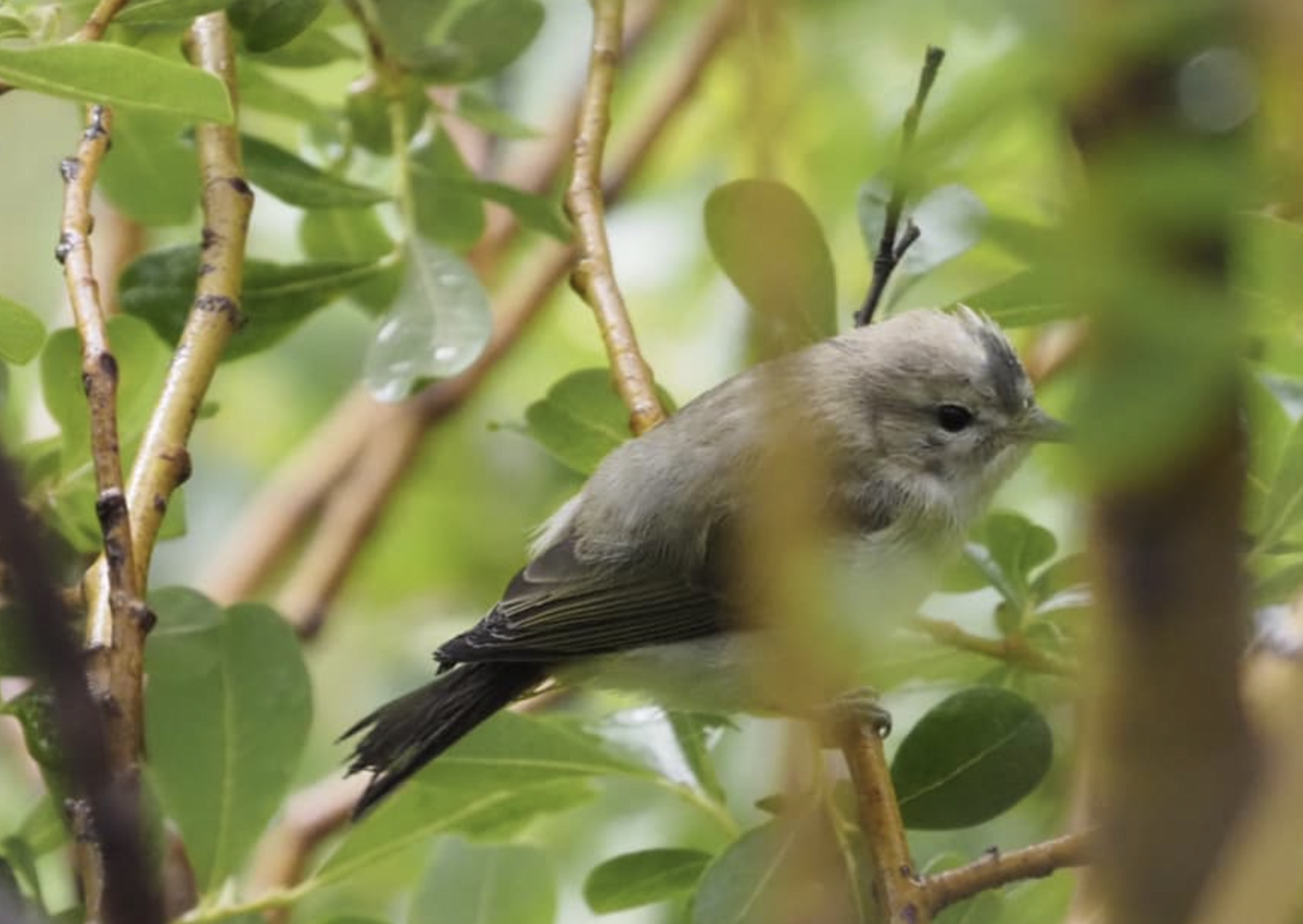 sangvireo - ML424781231