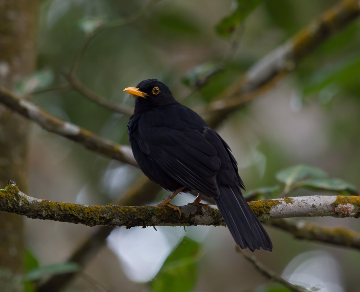 Glossy-black Thrush - ML424781781