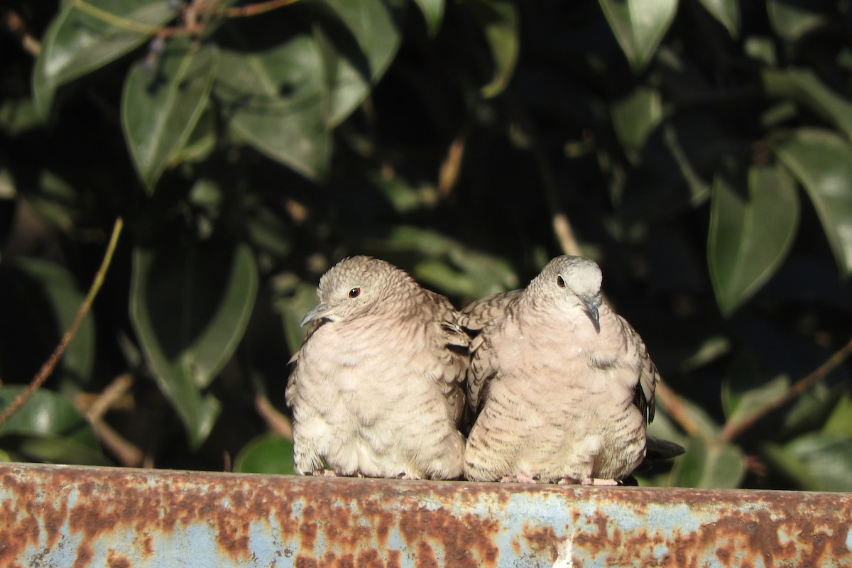 Inca Dove - ML424781831