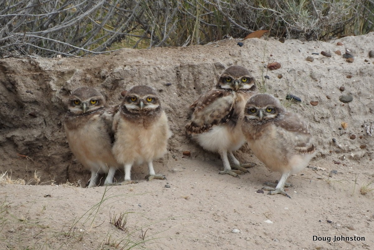 Burrowing Owl - Doug Johnston