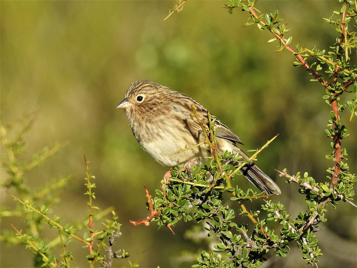 Carbonated Sierra Finch - ML424782291