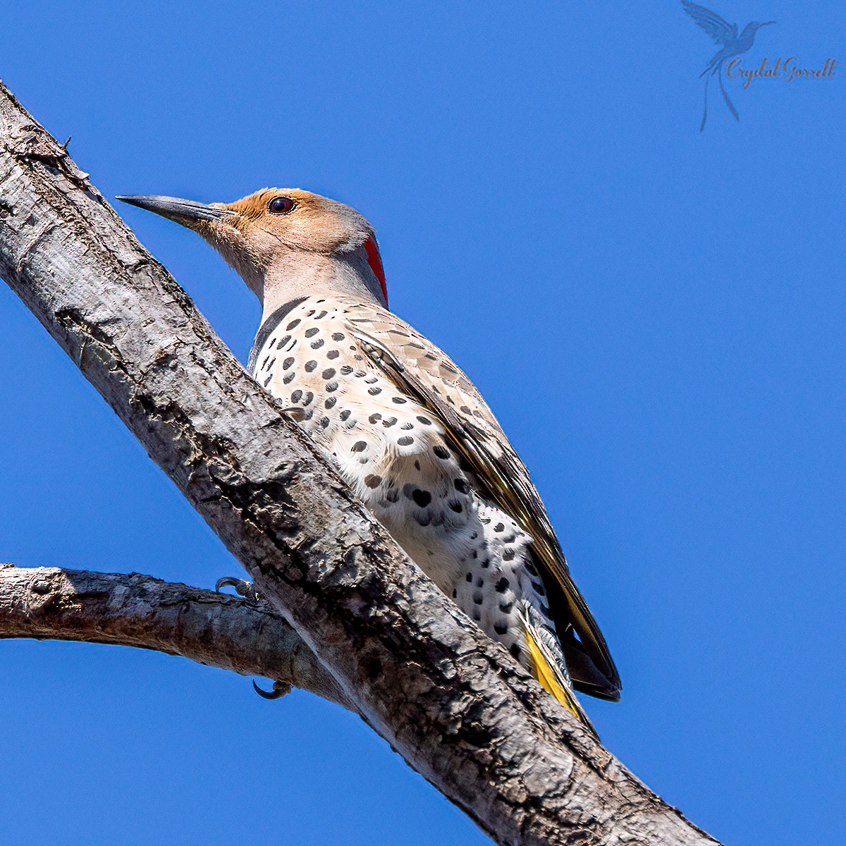 Northern Flicker - ML424782511