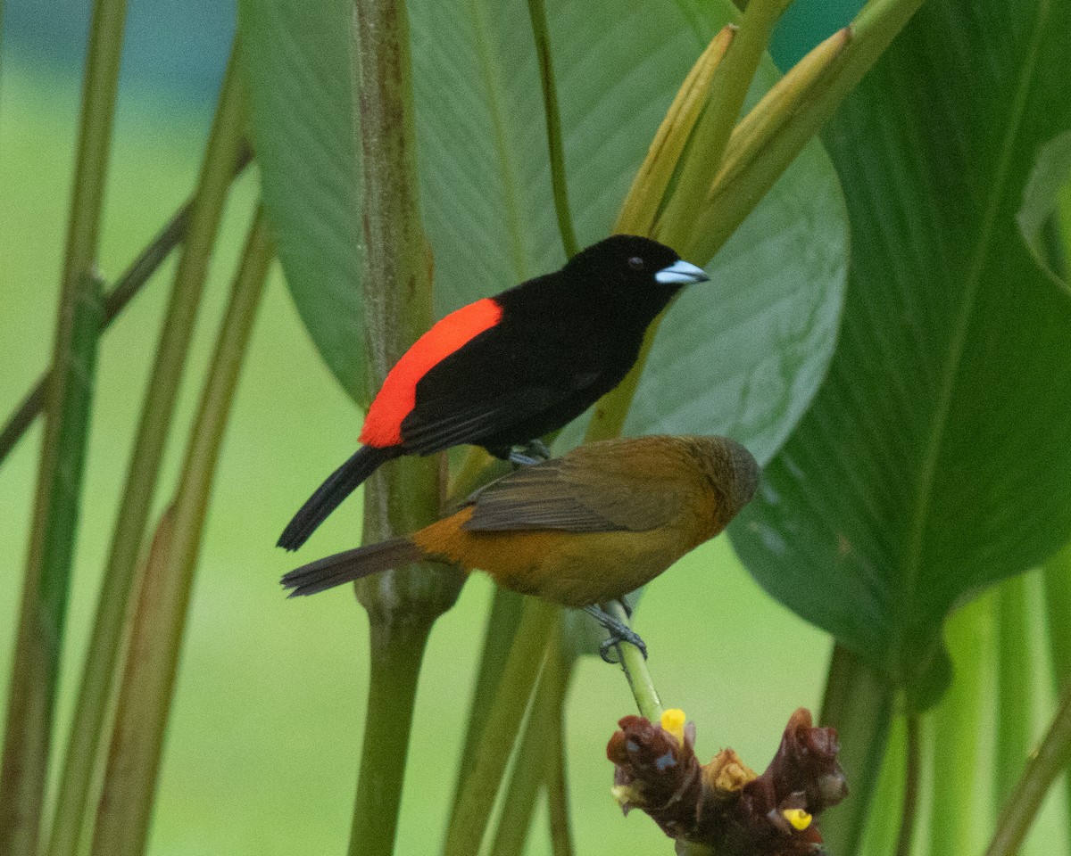 Scarlet-rumped Tanager - ML424782781
