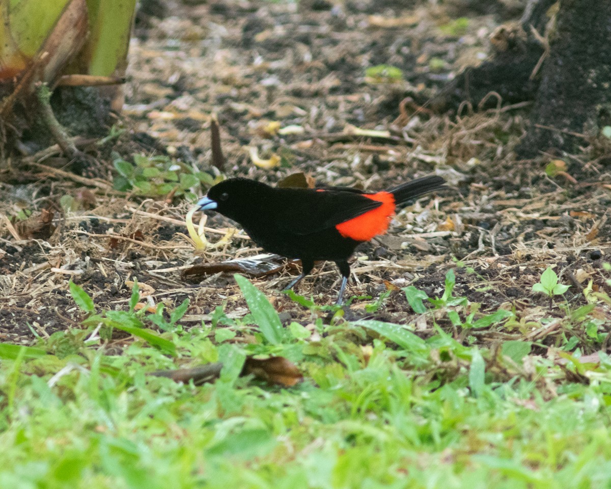 Scarlet-rumped Tanager - ML424782791