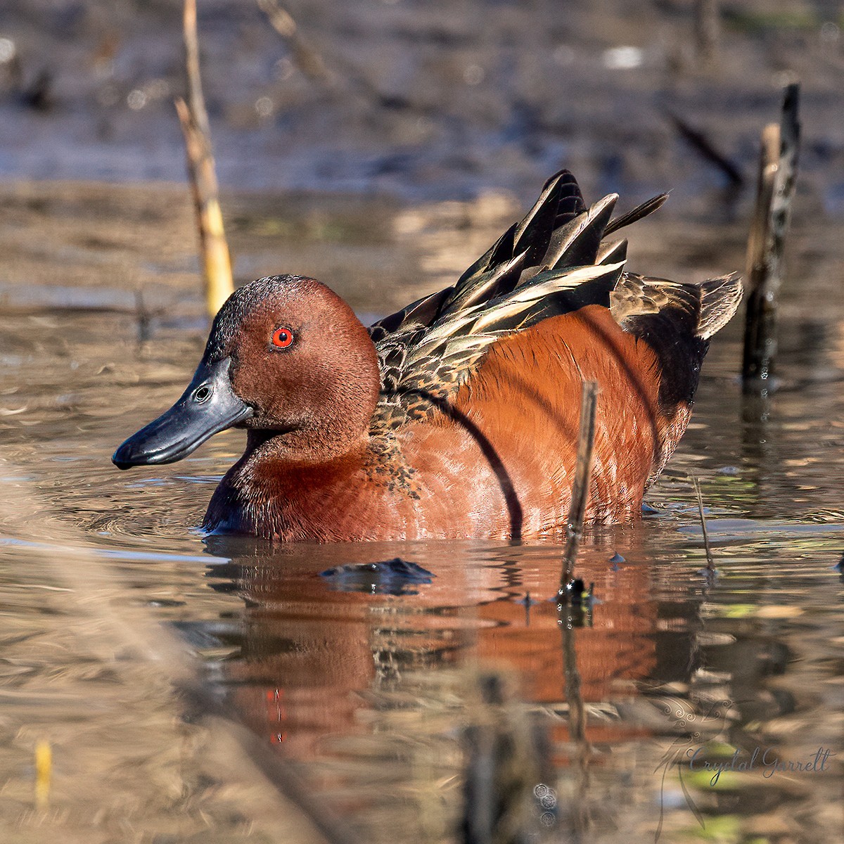 Cinnamon Teal - ML424782841