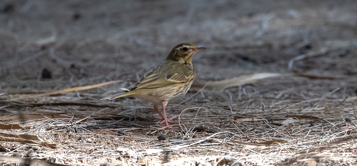 Olive-backed Pipit - Brian Small
