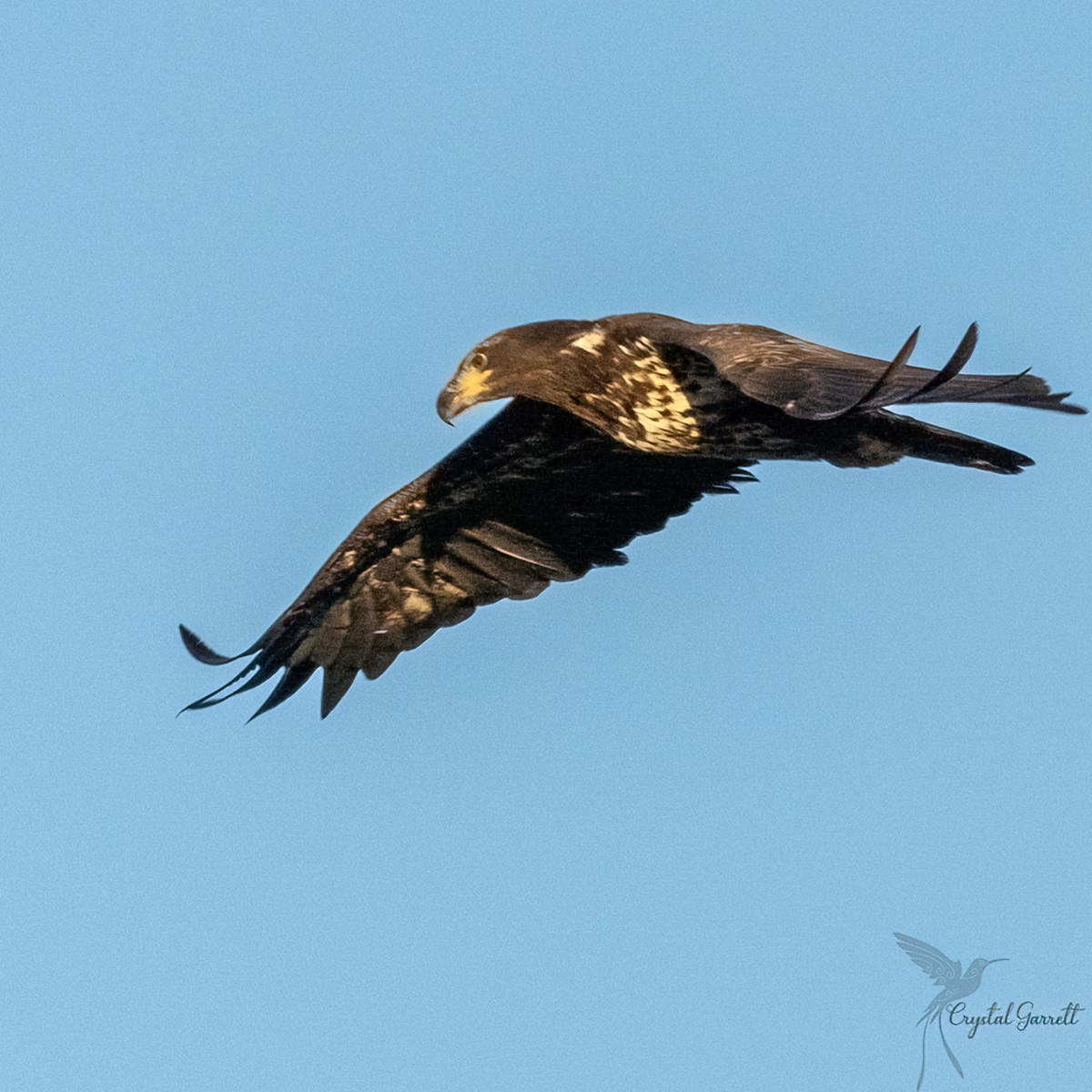 Bald Eagle - ML424783091