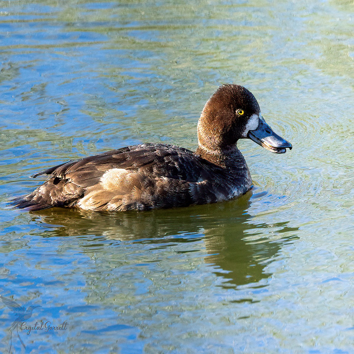 Lesser Scaup - ML424783621