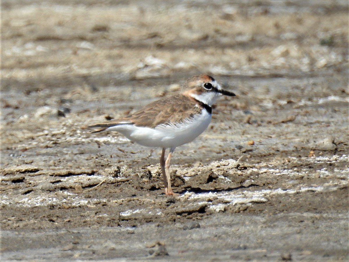 Collared Plover - ML424783731