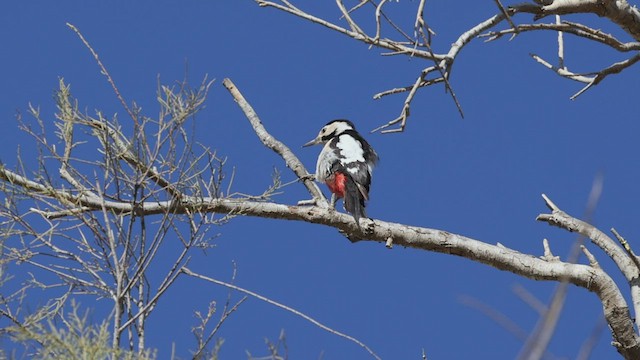 カオジロアカゲラ - ML424784701