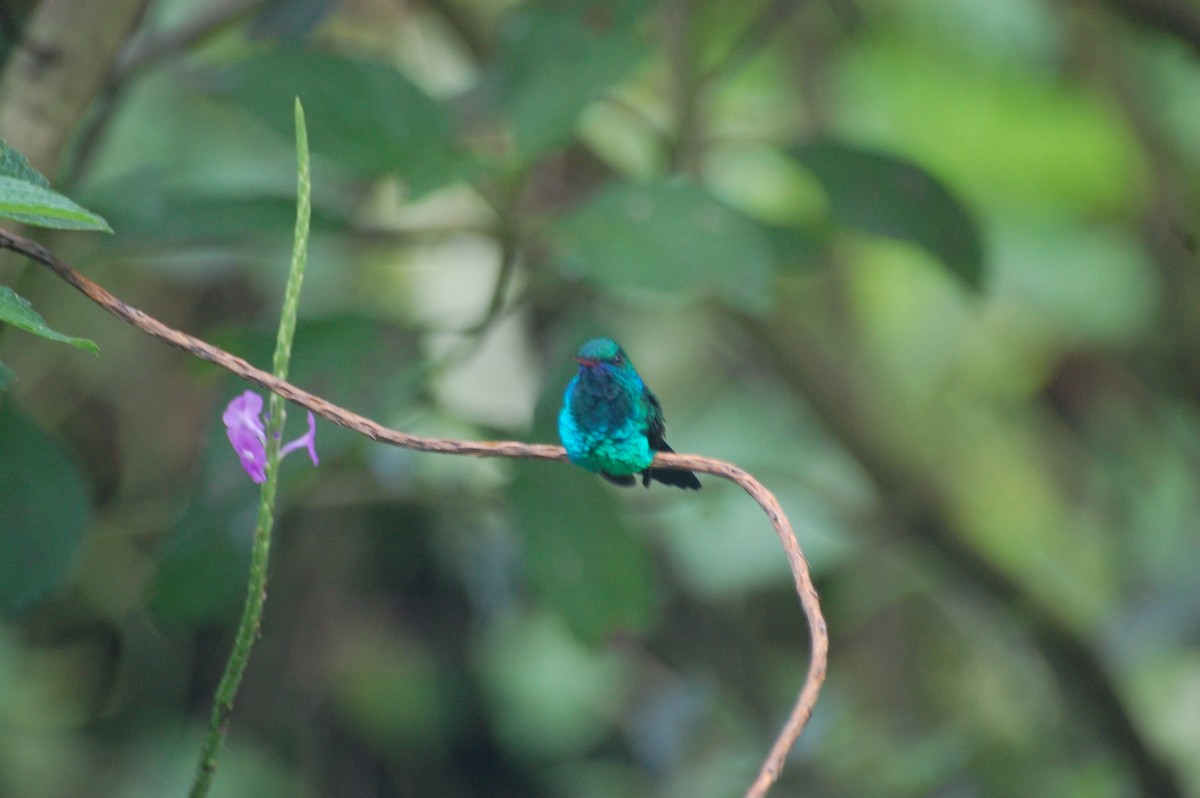 Blue-chinned Sapphire - ML42478471