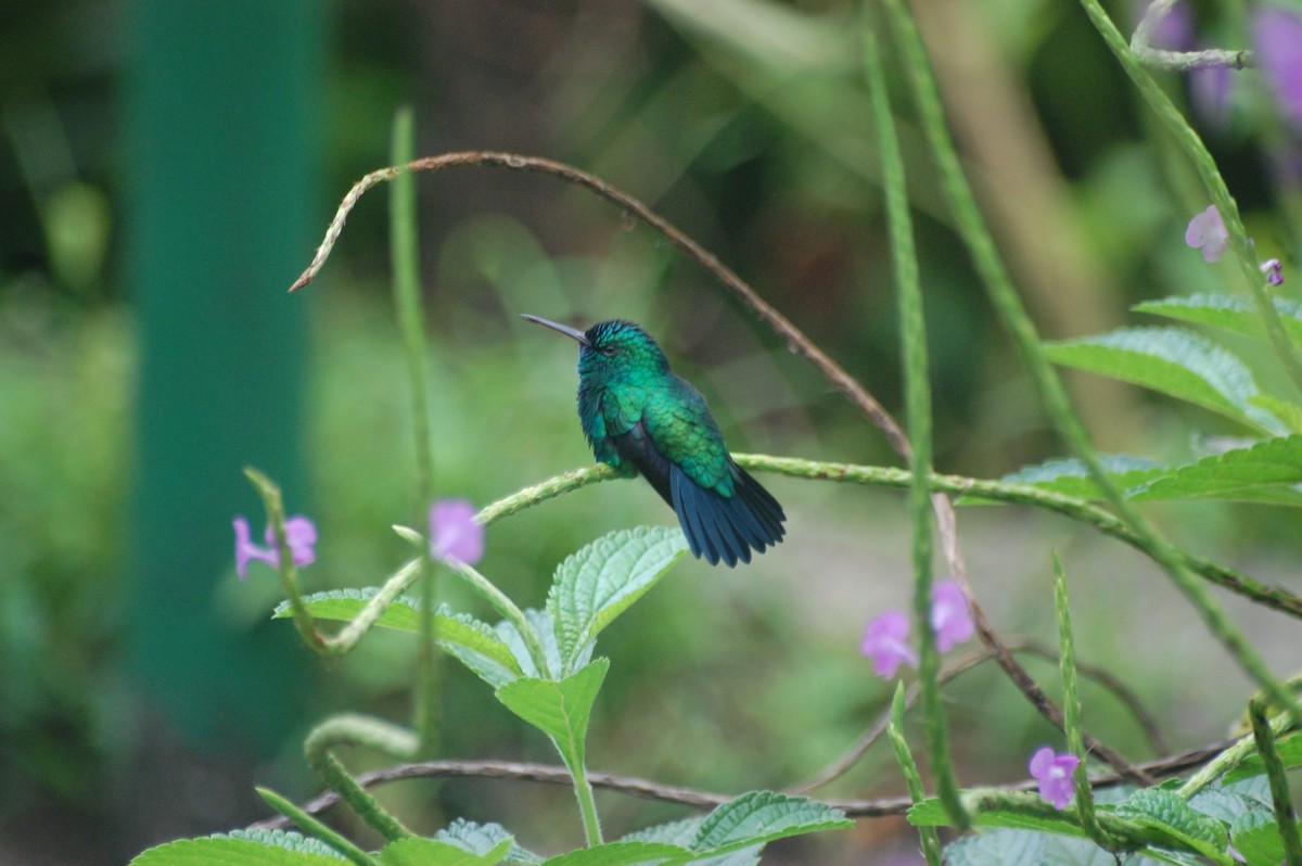 Blue-chinned Sapphire - ML42478521