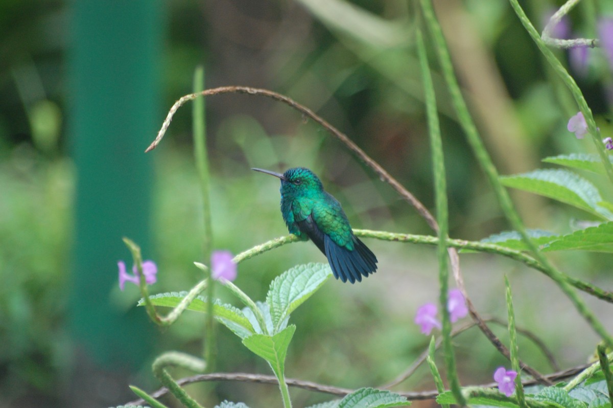 Blue-chinned Sapphire - ML42478541