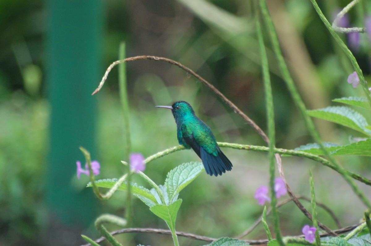 Blue-chinned Sapphire - ML42478561