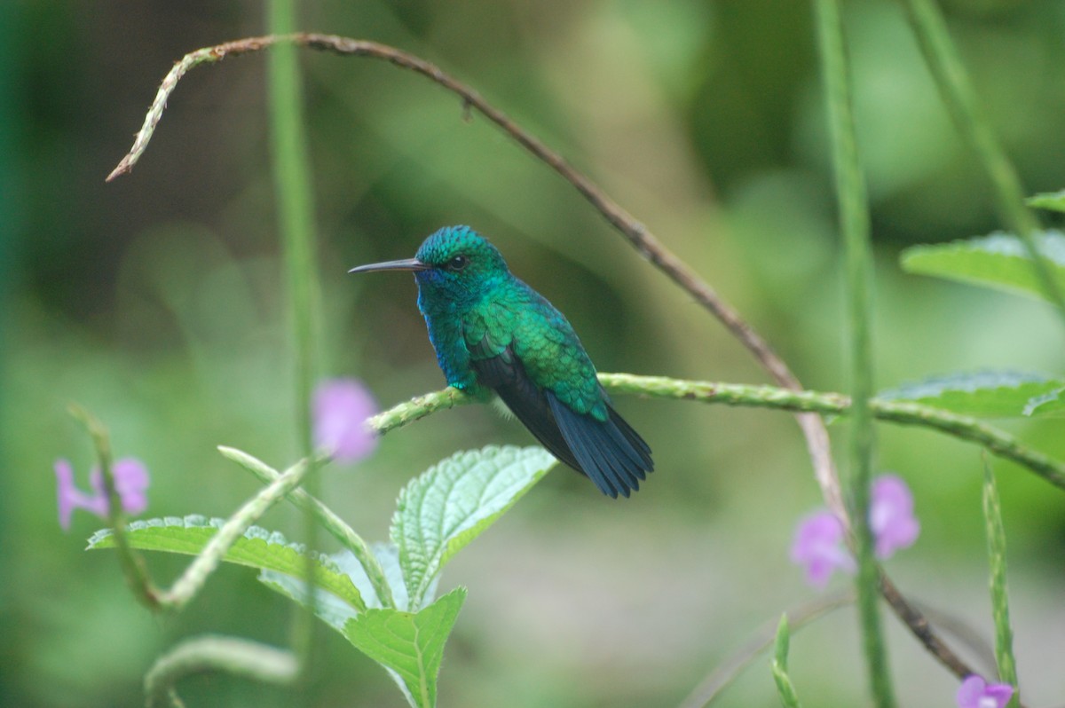 Blue-chinned Sapphire - ML42478571