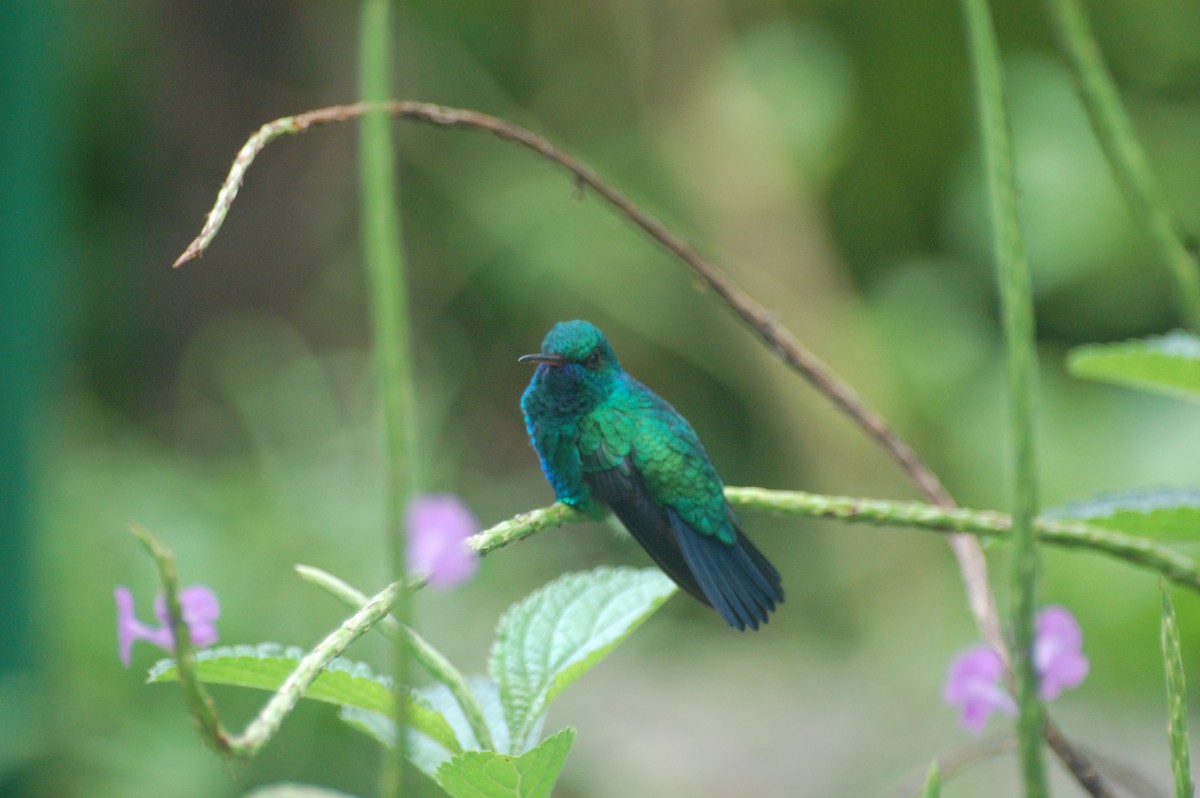 Blue-chinned Sapphire - ML42478591