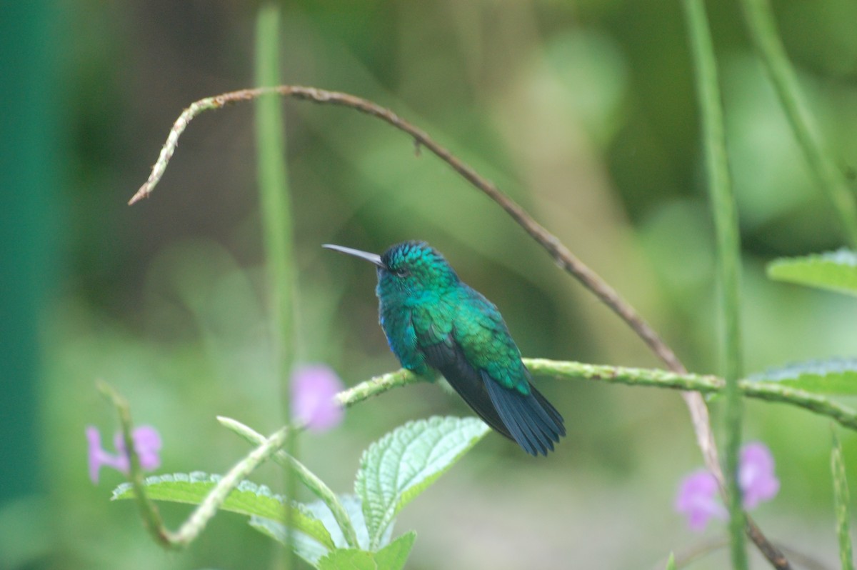 Blue-chinned Sapphire - ML42478601