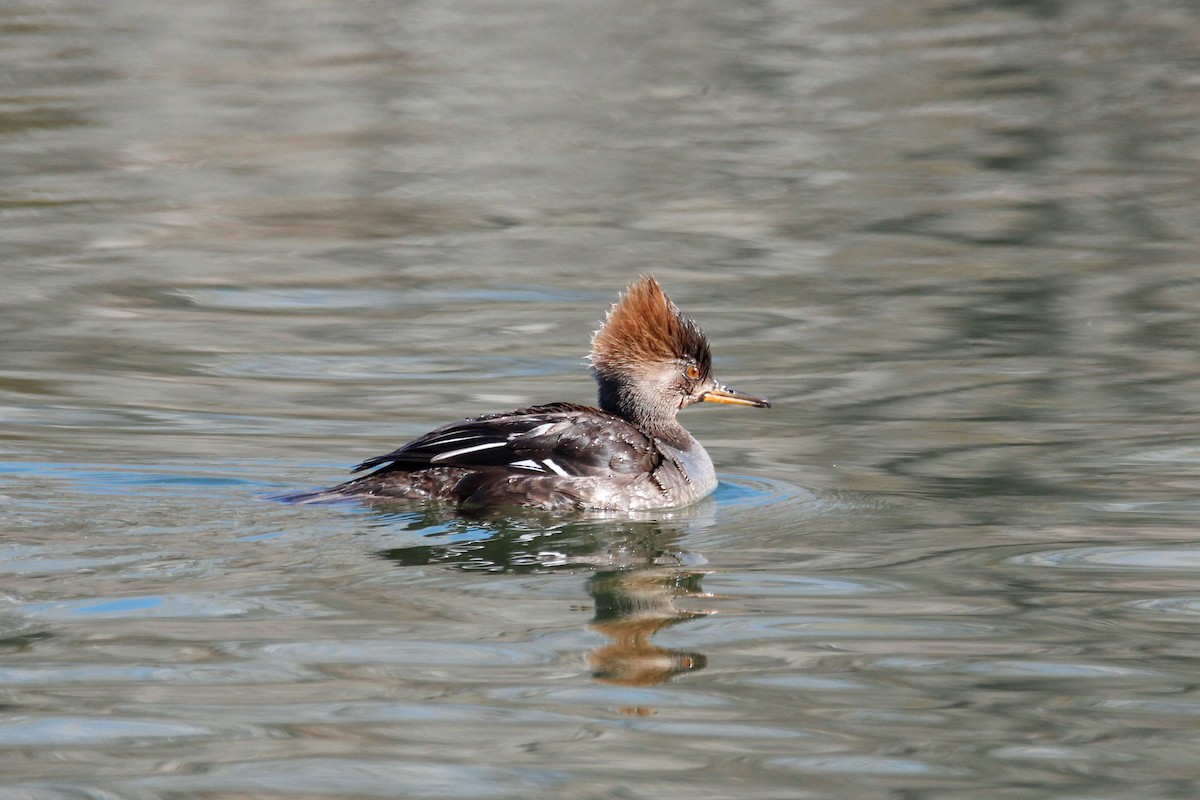 Hooded Merganser - ML424786271