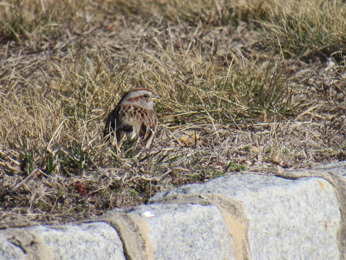 American Tree Sparrow - ML424787071