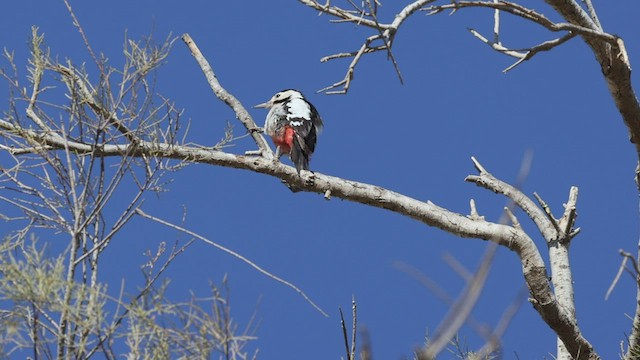 カオジロアカゲラ - ML424787851