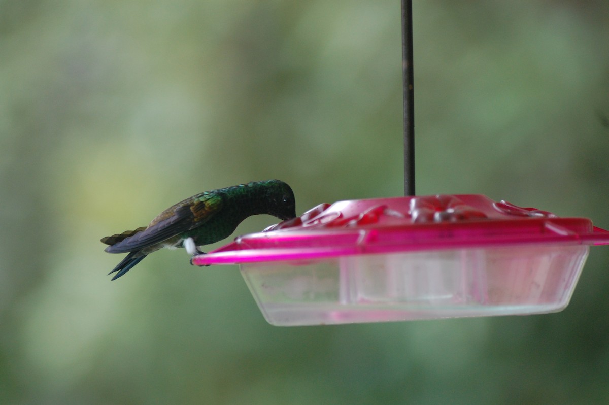 Copper-rumped Hummingbird - ML42478791