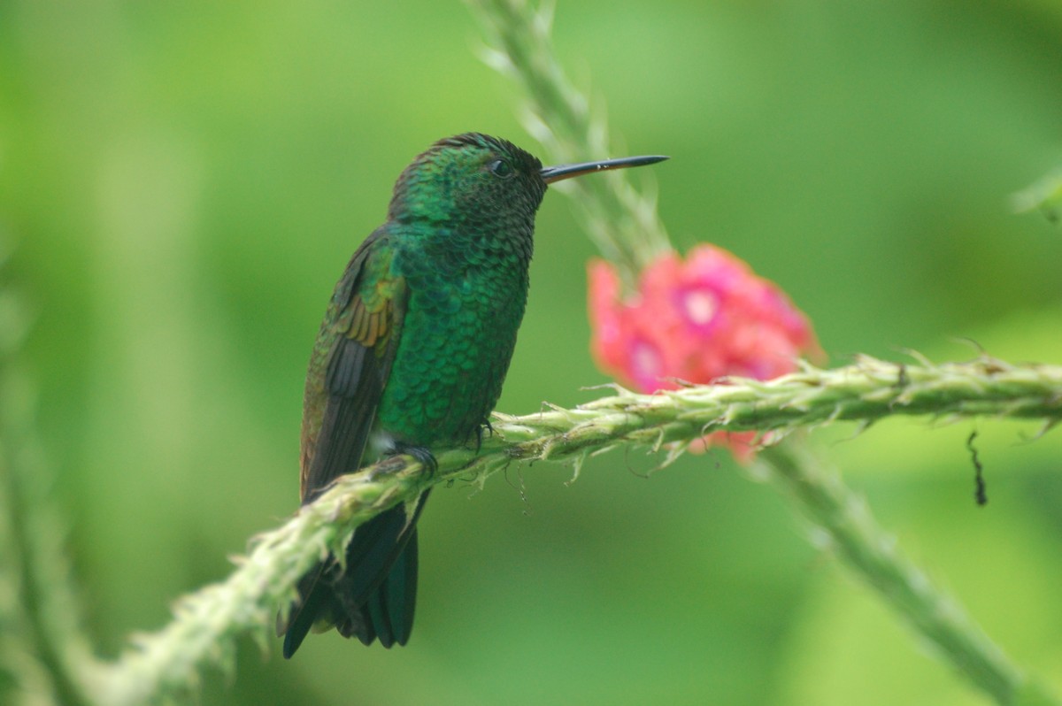 Copper-rumped Hummingbird - ML42478801