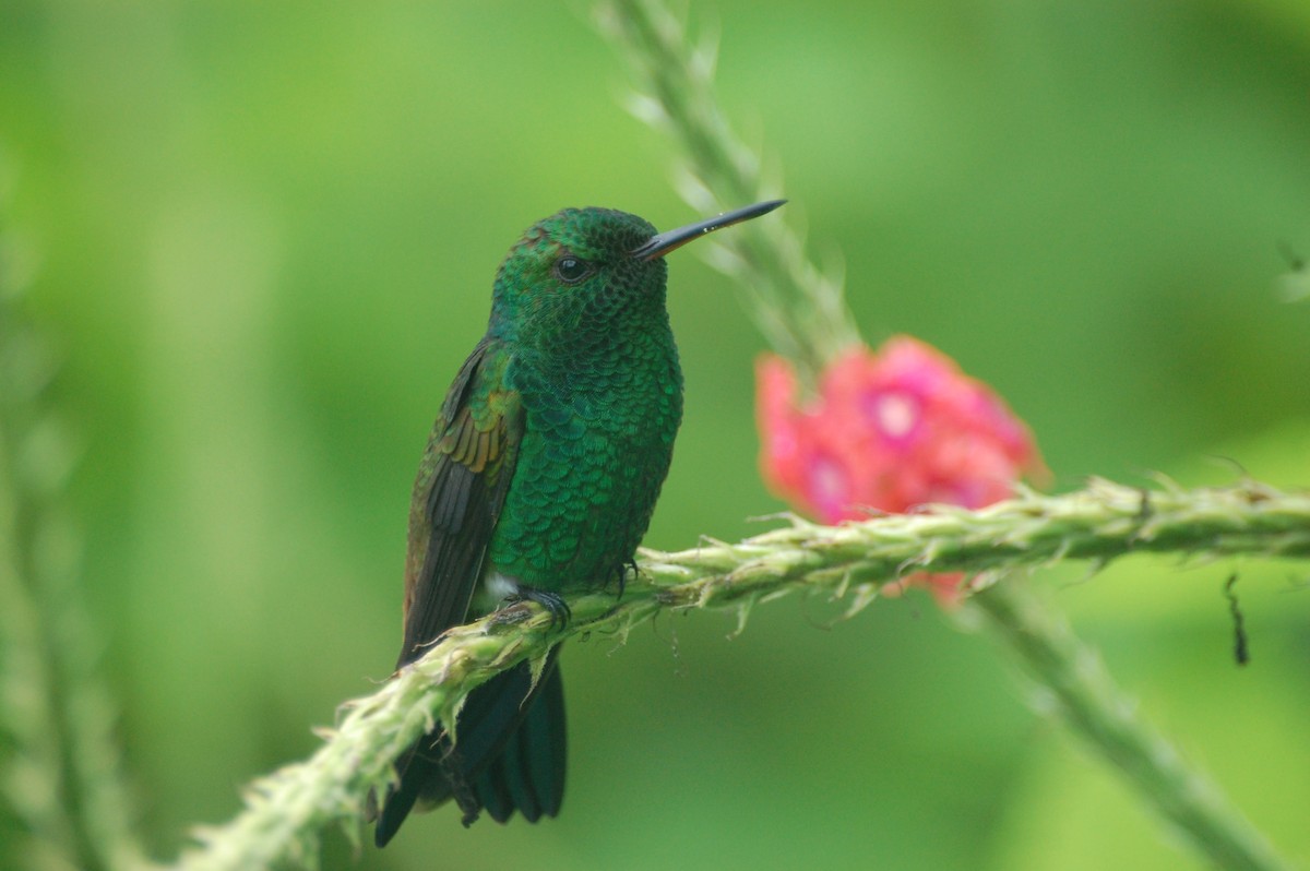 Copper-rumped Hummingbird - ML42478811