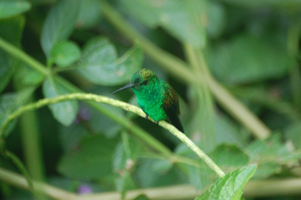 Copper-rumped Hummingbird - ML42478841