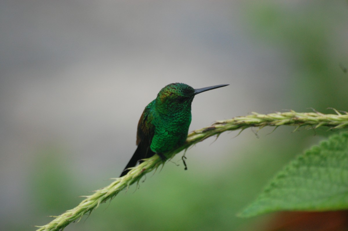 Copper-rumped Hummingbird - ML42478851