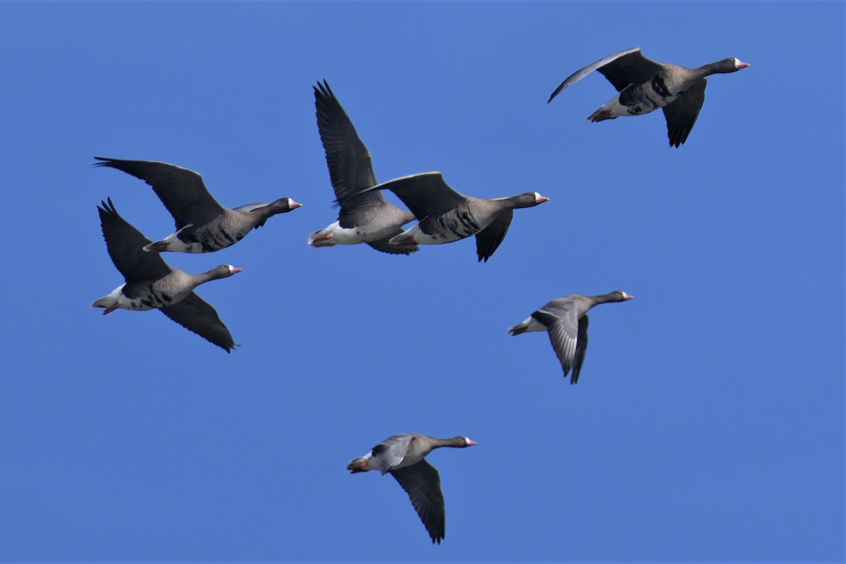 Greater White-fronted Goose - ML424788831