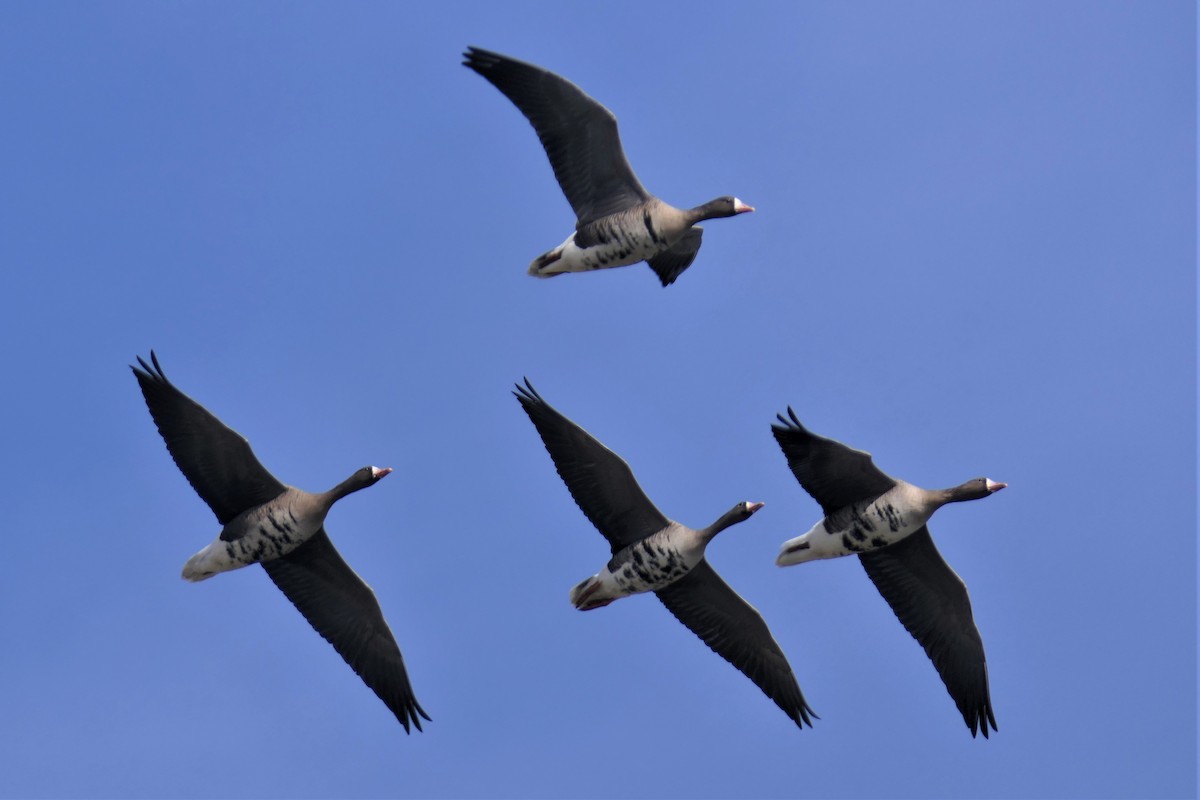 Greater White-fronted Goose - ML424788971