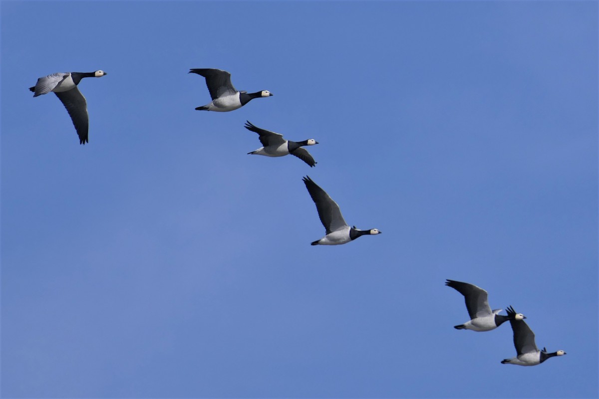 Barnacle Goose - ML424789091