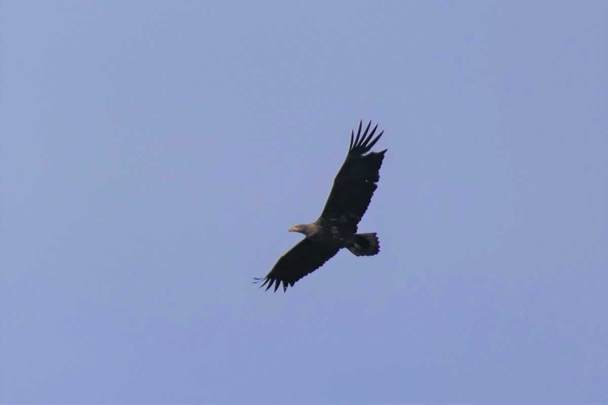 White-tailed Eagle - ML424789261