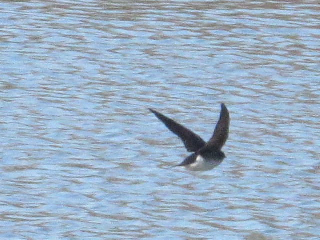 Golondrina Bicolor - ML424789431