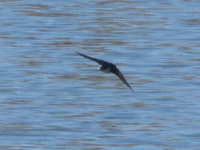 Tree Swallow - Caleb Bronsink