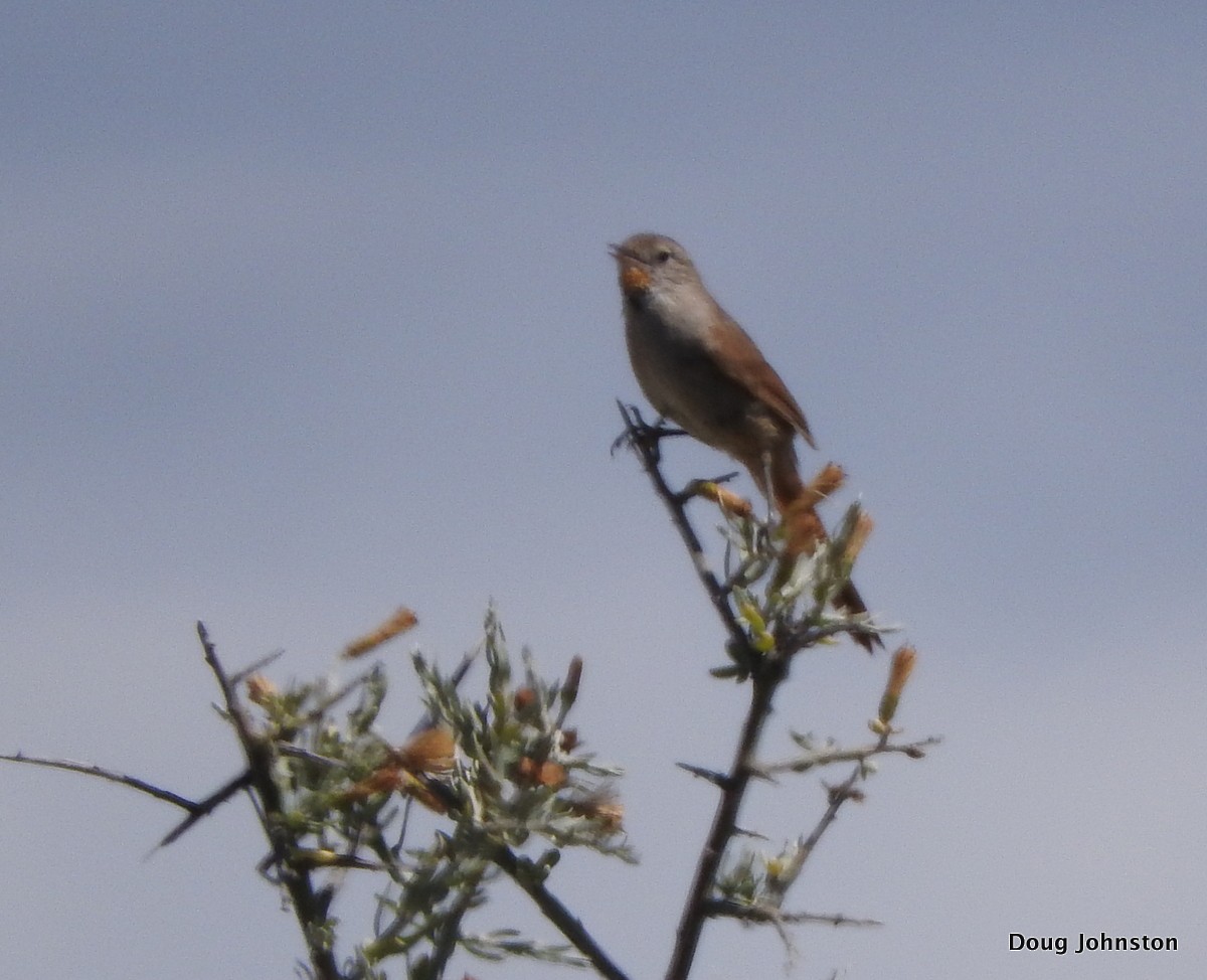 Sharp-billed Canastero - Doug Johnston